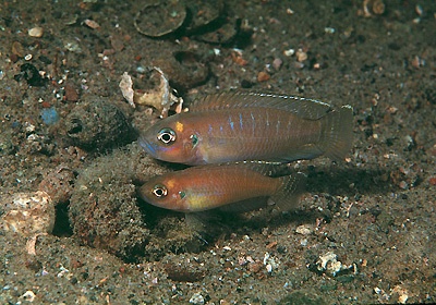 Neolamprologus brevis 'Cape Chaitika'